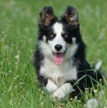 jobs with dogs brisbane